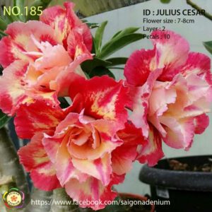 Julius Cesar -  No.185