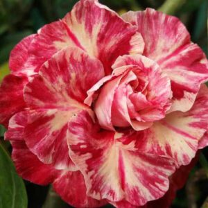 Grafted Adenium with Vietnamese Name: ID: 285 - Phương Lam Mutation