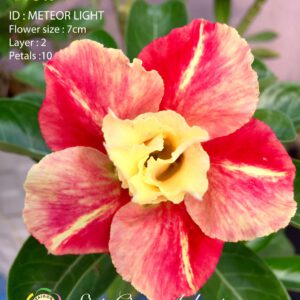 Meteor Light - No.91