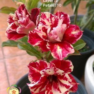 Egg Roll Mutation - No.93