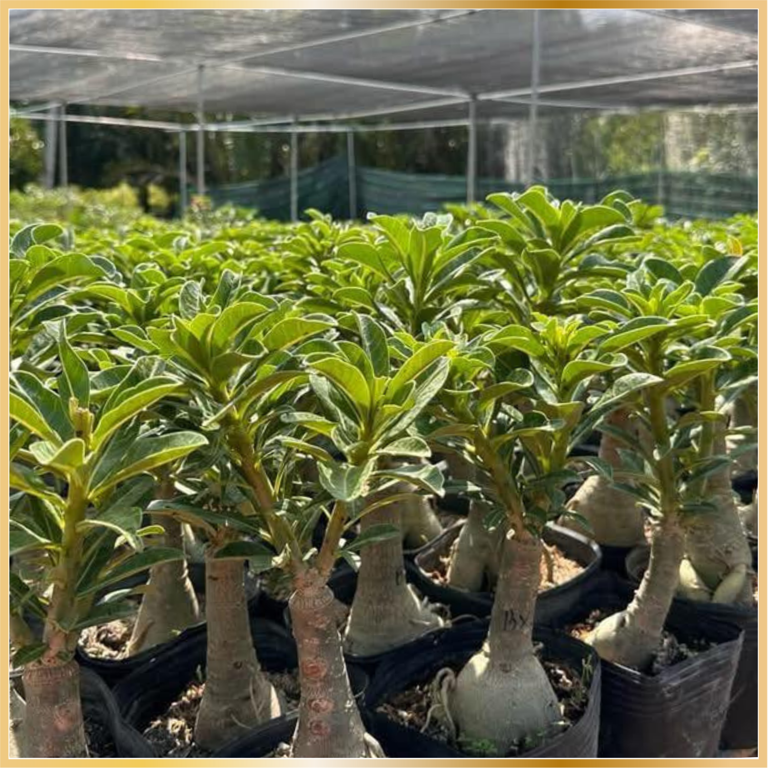 Seed-Grown Adenium Plants