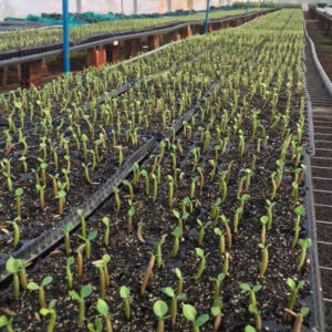 Adenium Multipetals Hybrid Seeds