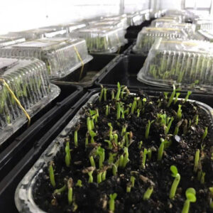 Adenium Multipetals Hybrid Seeds